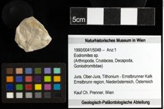 Foto (Objekt + Etiketten) von Eodromites sp. 